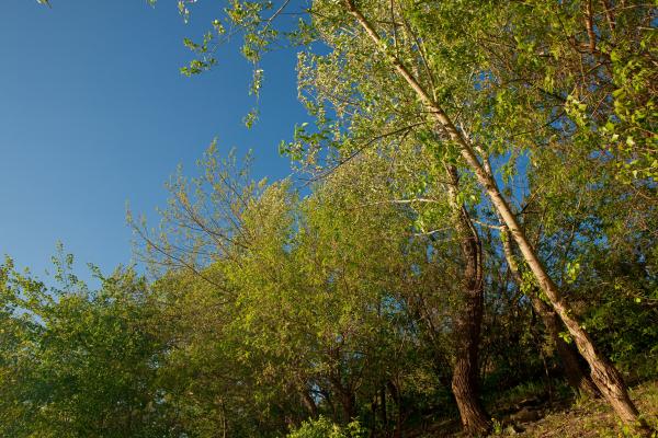 nature scene
