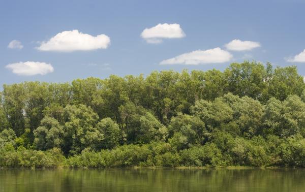 nature scene