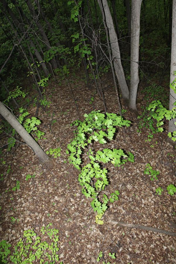 nature scene