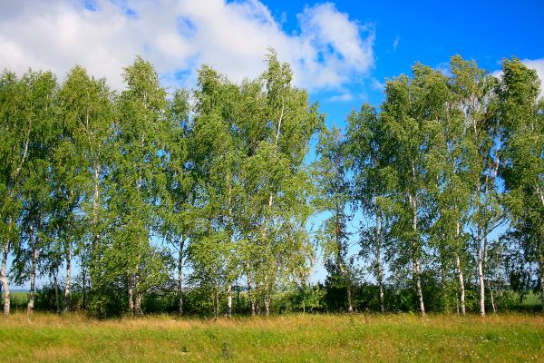 nature scene