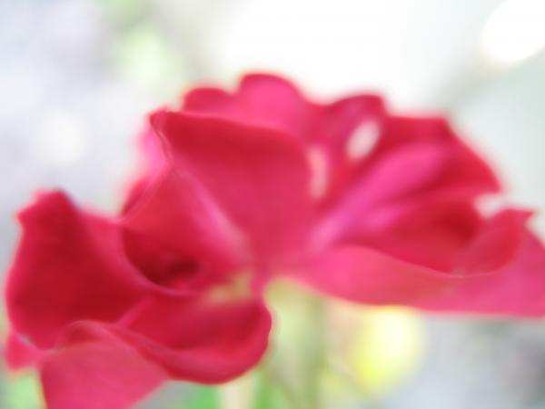 Nature simplistic beauty
