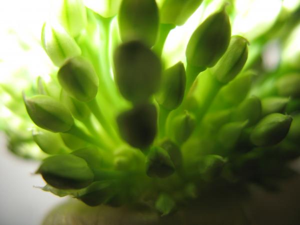 Nature simplistic beauty