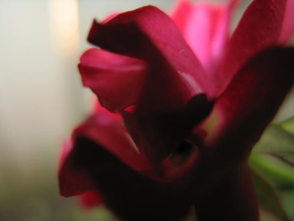 Nature simplistic beauty
