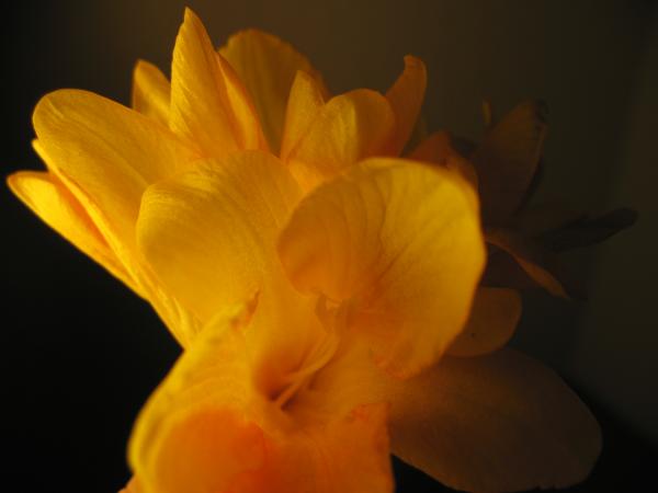 Nature simplistic beauty