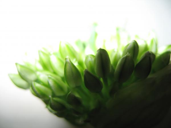 Nature simplistic beauty