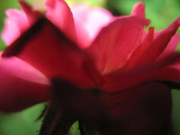 Nature simplistic beauty