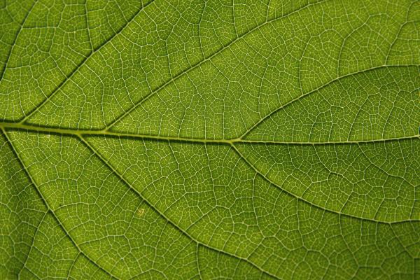 Nature textures