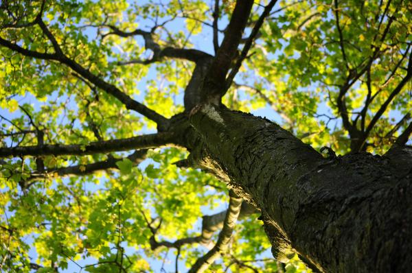 Nature trees