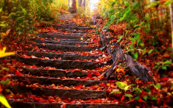 Nature's Stairway