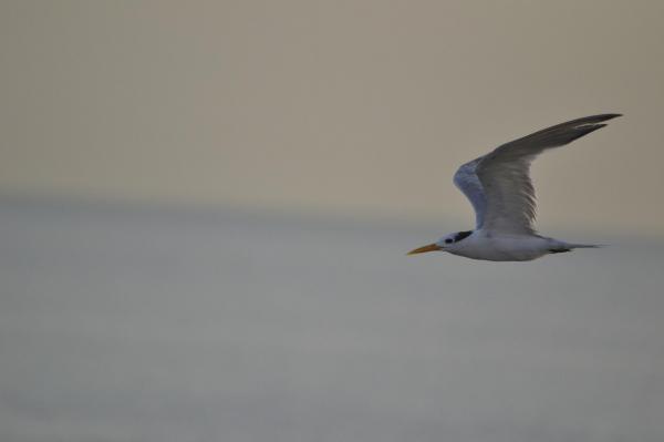 Nawras bird flies quickly