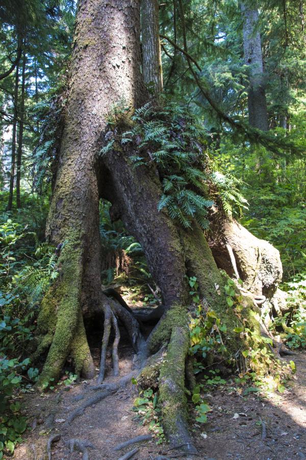 Necarney Trail, Oregon