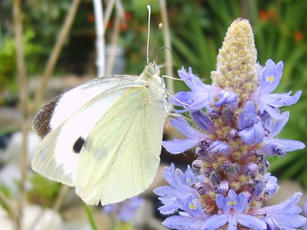 Nectar