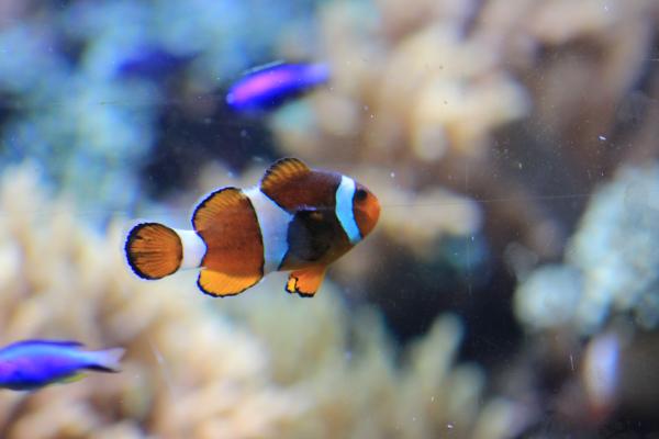 Nemo fish