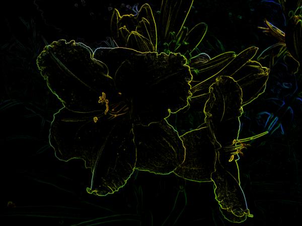 Neon lily
