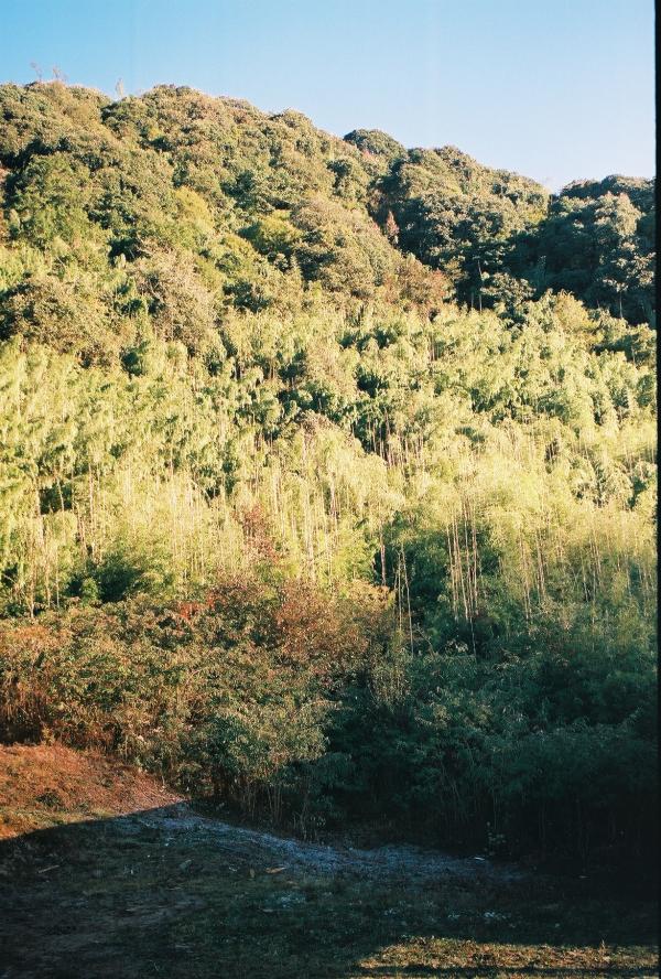 Neora Valley National Park, Evergreen Forest