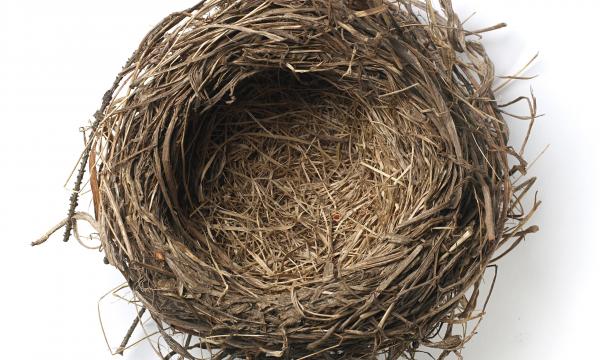 Birds nest