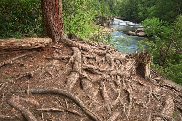 Nested Forest Stream - HDR
