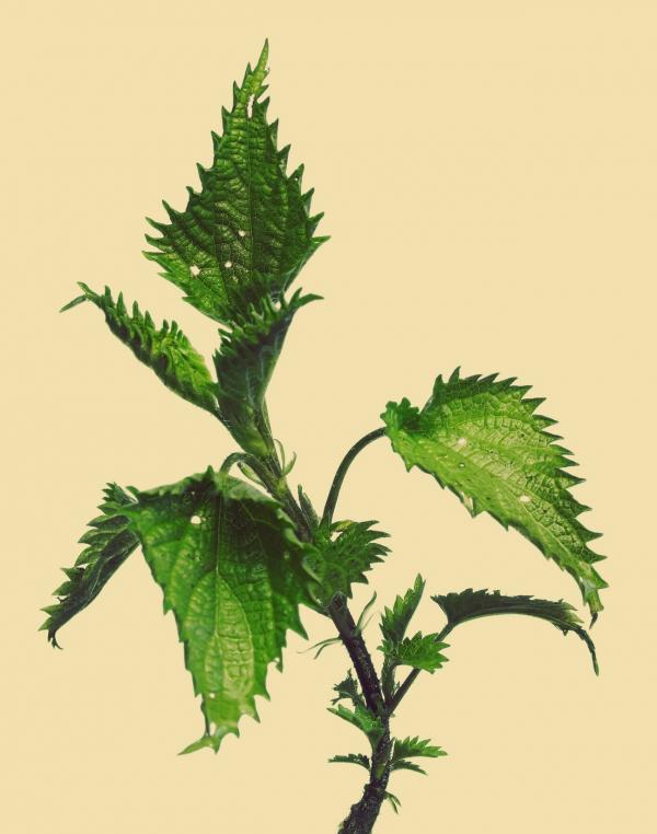 Nettle