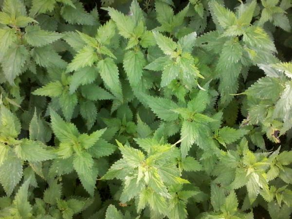 Nettle