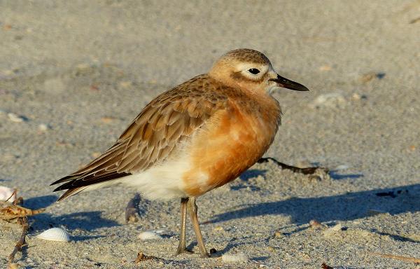 New Zealand Dotterel.