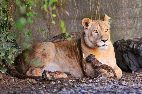 Newborn Cub