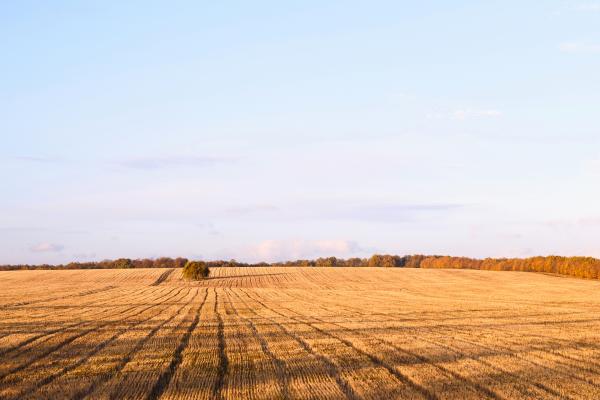 Newly cut autumn wheat field in a village in Moldova