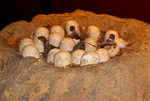 Newly hatched dinosaur eggs