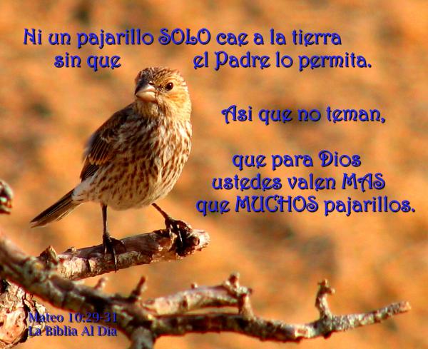 Ni Un Pajarillo Solo Cae
