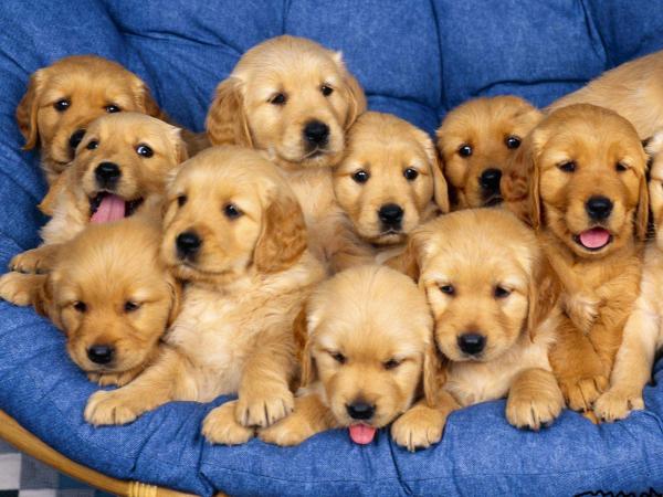 Nice Puppy
