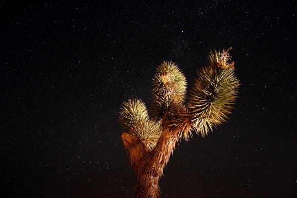 Night Sky