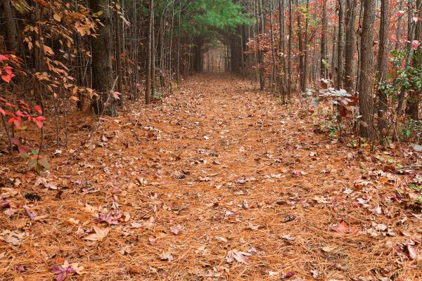 North Point Pine Trail
