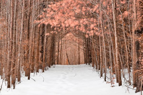 North Point Winter Pine Trail - Pink Fantasy HDR