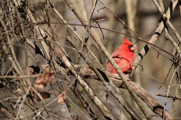 Northern Cardinal