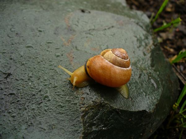 Norwegian snail