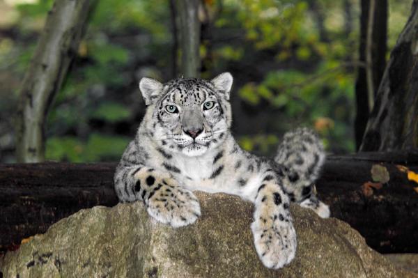 Not a Leopard