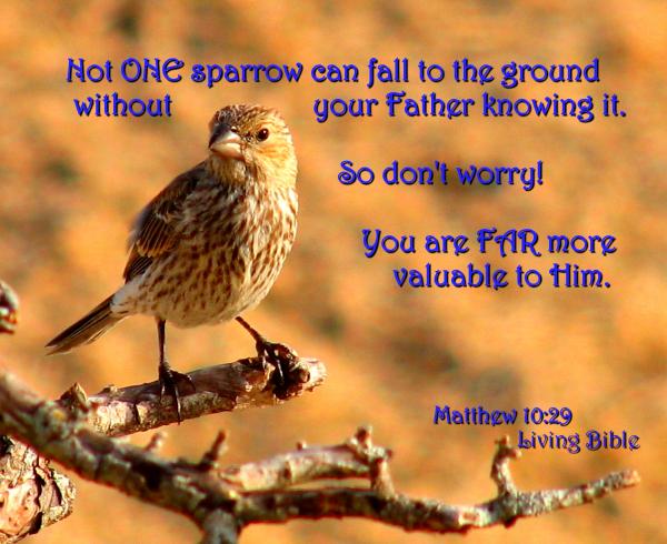 Not One Sparrow Falls