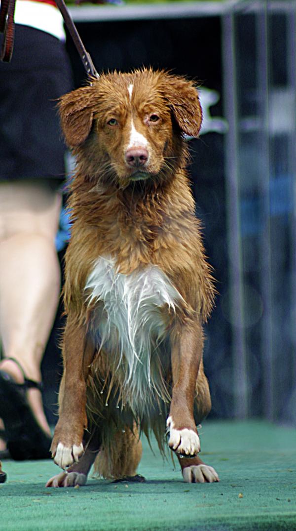 Nova Scotia Duck Toller
