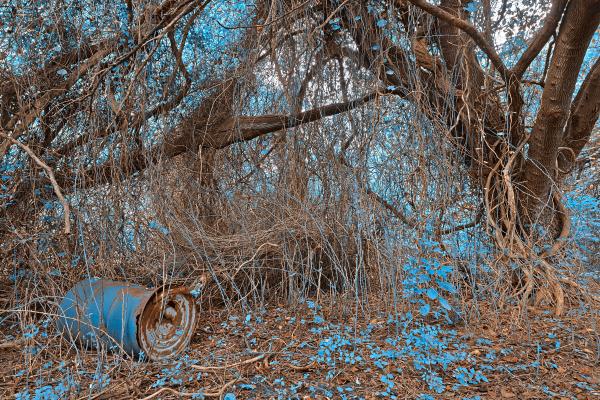 Nuclear Winter Forest - HDR