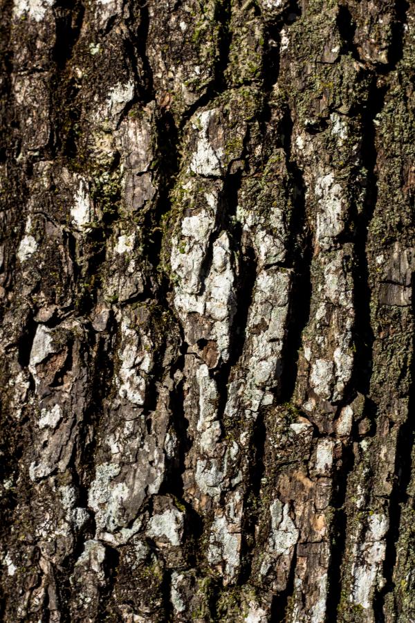 Oak bark