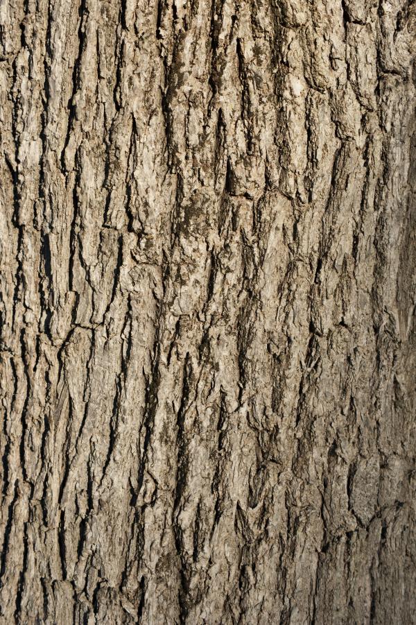 Tree Bark