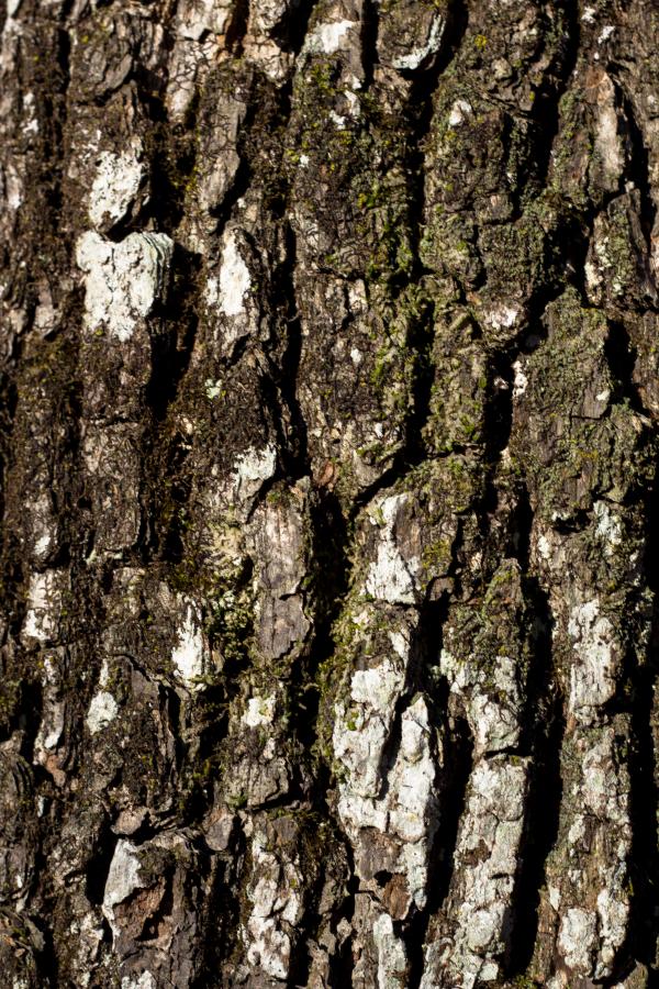 Oak bark