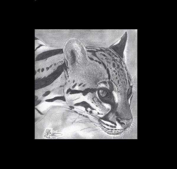 Ocelot