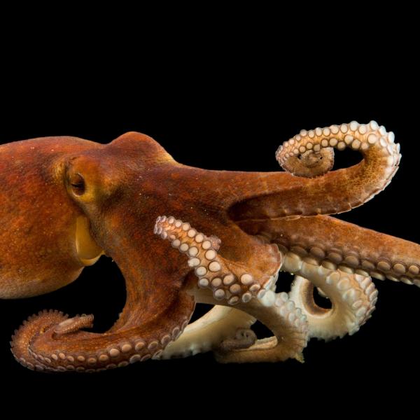 Octopus
