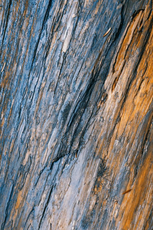 Oily Wood Texture