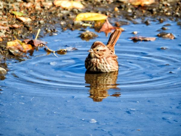 Oiseau (Bruant Chanteur) 143