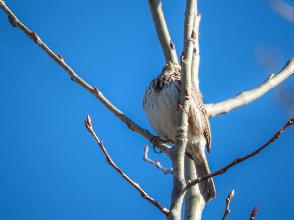 Oiseau (Bruant Chanteur) 152