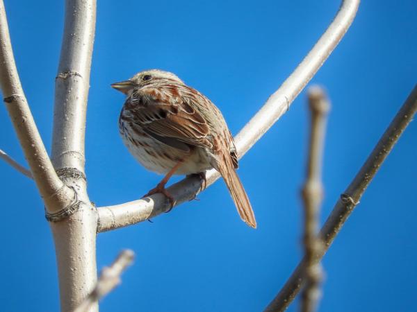 Oiseau (Bruant Chanteur) 155