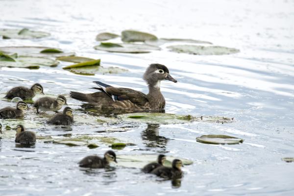 Oiseau (Canard Branchu) 313