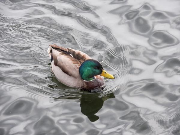 Oiseau (Canard Colvert) 661
