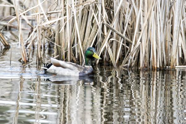 Oiseau (Canard Colvert) 721
